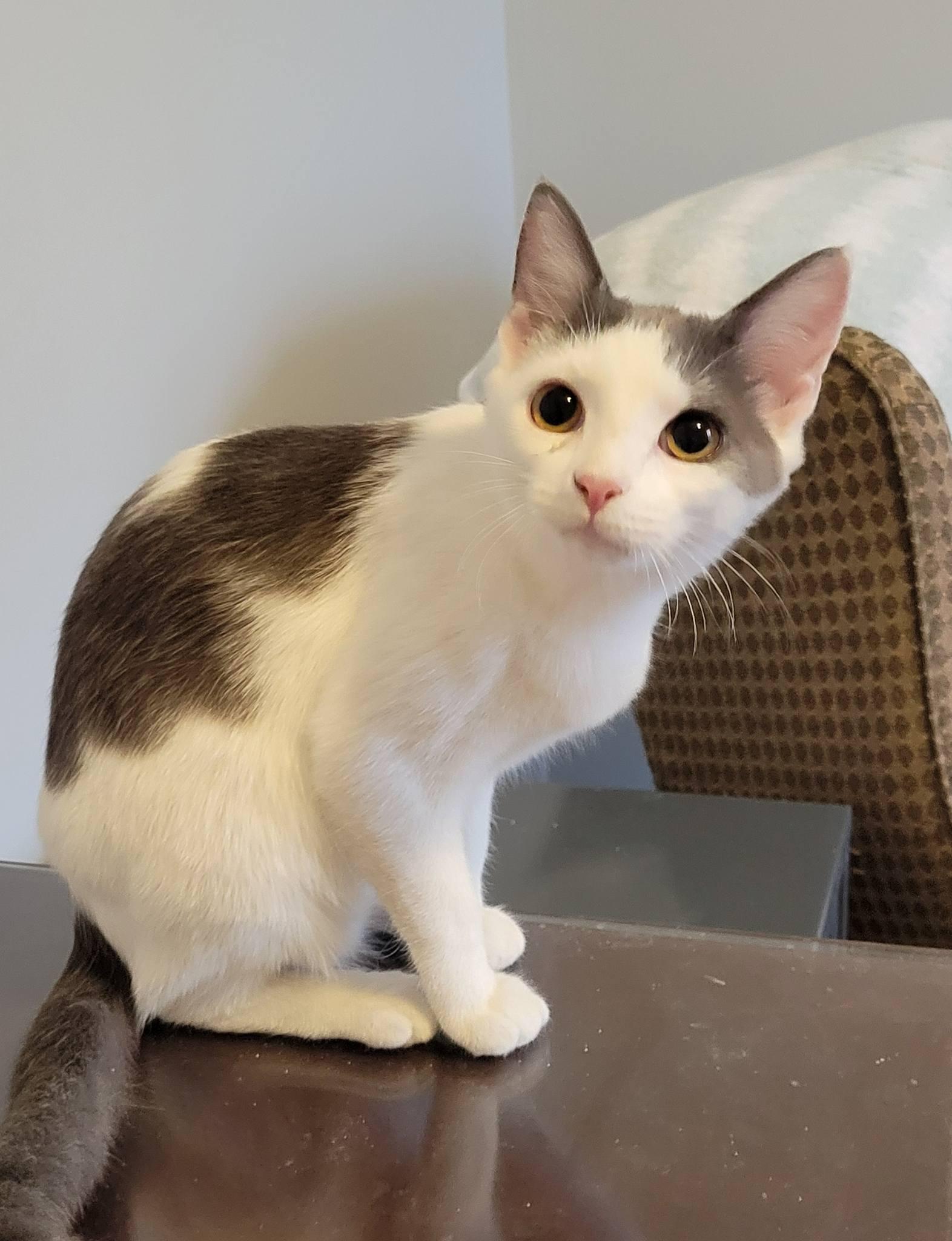 Enlarge Pandora, a ADOPTABLE Domestic Short Hair in Gerrardstown, WV image 5/6