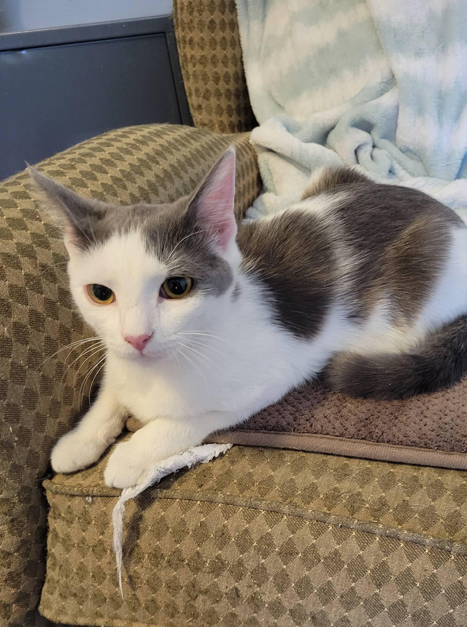 Enlarge Pandora, a ADOPTABLE Domestic Short Hair in Gerrardstown, WV image 4/6