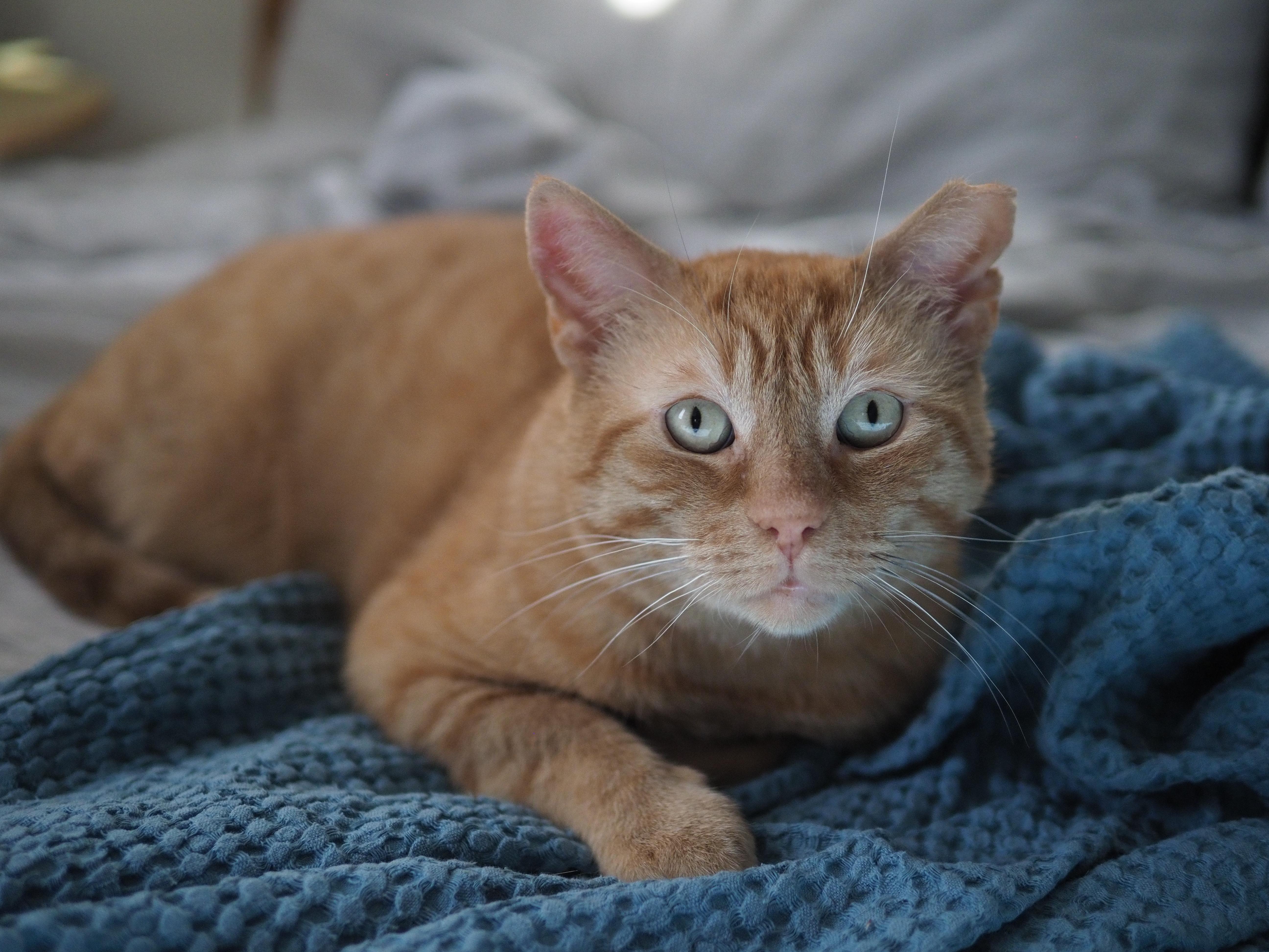 Orangie, Adoptable, Adult Male Domestic Short Hair.