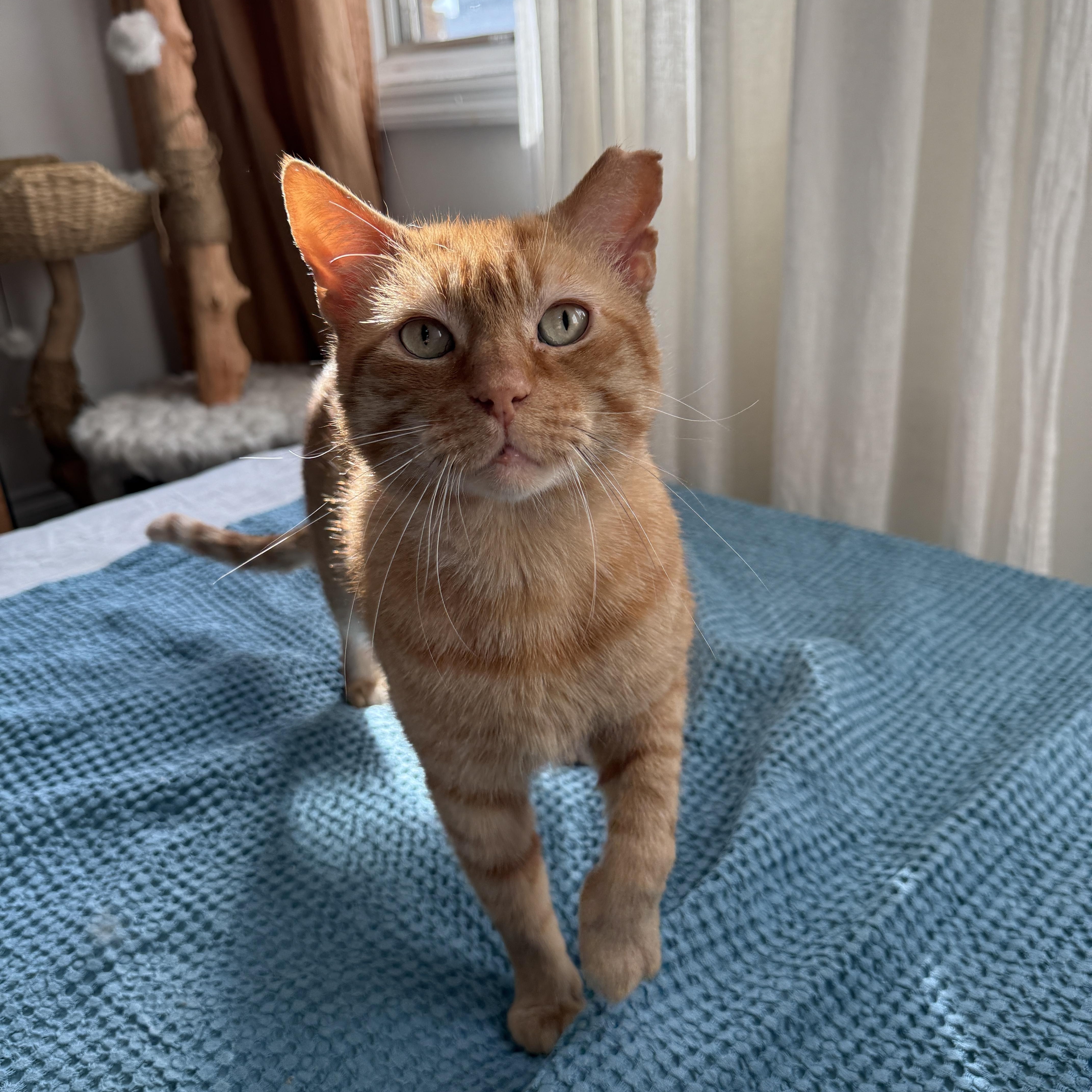 Enlarge Orangie, a Adoptable Domestic Short Hair in Brooklyn, NY image 2/4