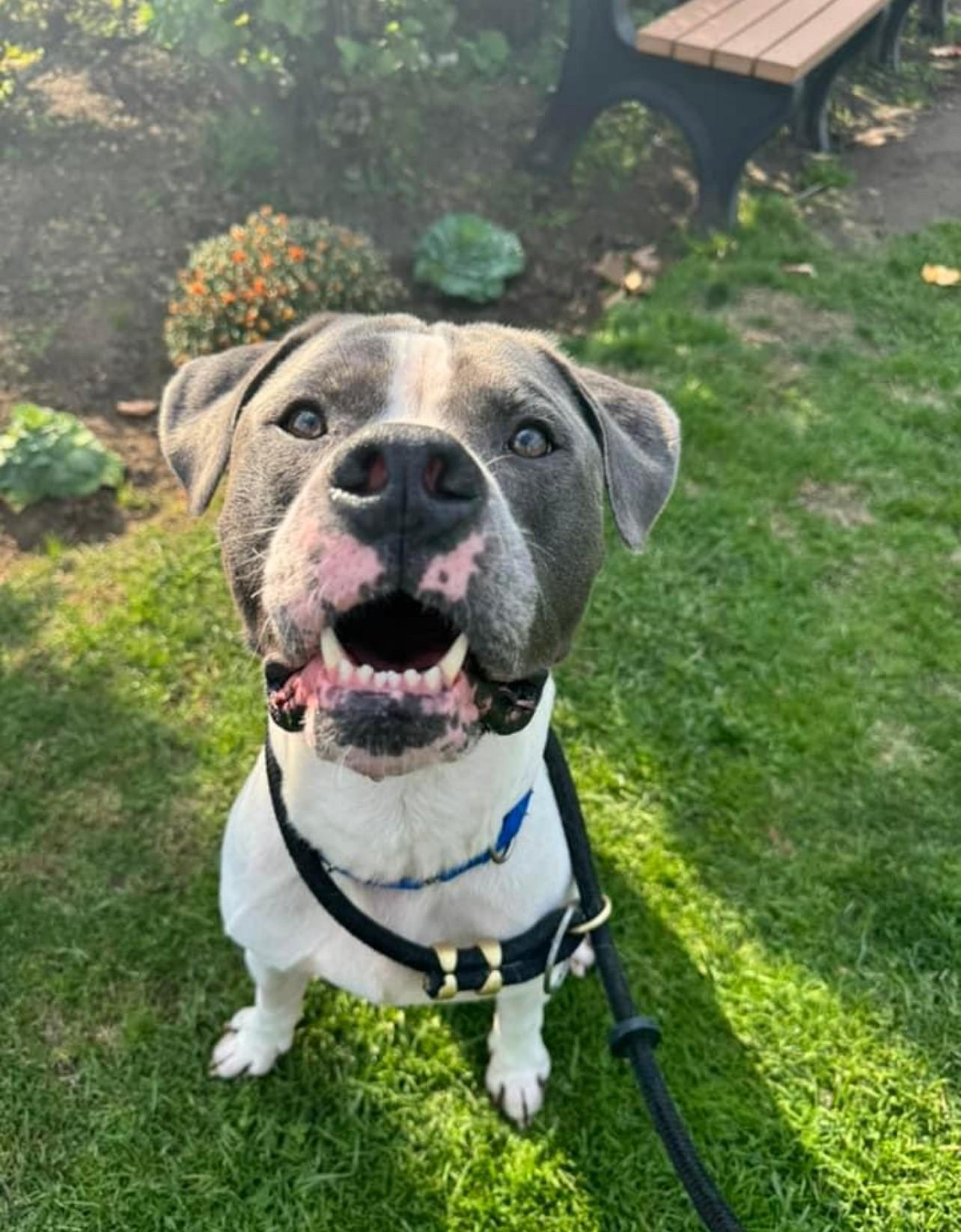 Enlarge Bernie, a Adoptable mixed breed in Wantagh, NY image 1/4