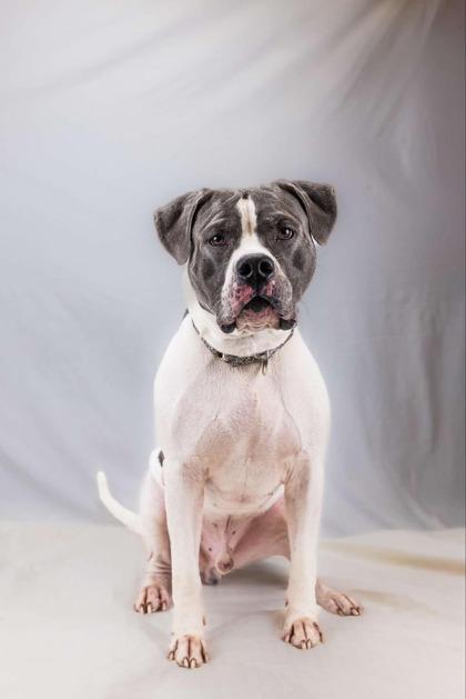Enlarge Bernie, a Adoptable mixed breed in Wantagh, NY image 1/2