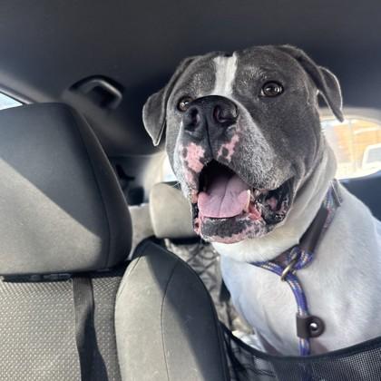 Enlarge Bernie, a Adoptable mixed breed in Wantagh, NY image 3/4