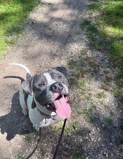 Enlarge Bernie, a Adoptable mixed breed in Wantagh, NY image 3/3