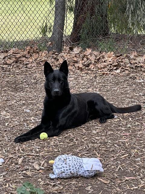 Enlarge TOMMY, a Adoptable German Shepherd Dog in Fremont, CA image 1/1