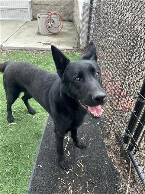 Enlarge TOMMY, a Adoptable German Shepherd Dog in Fremont, CA image 1/1
