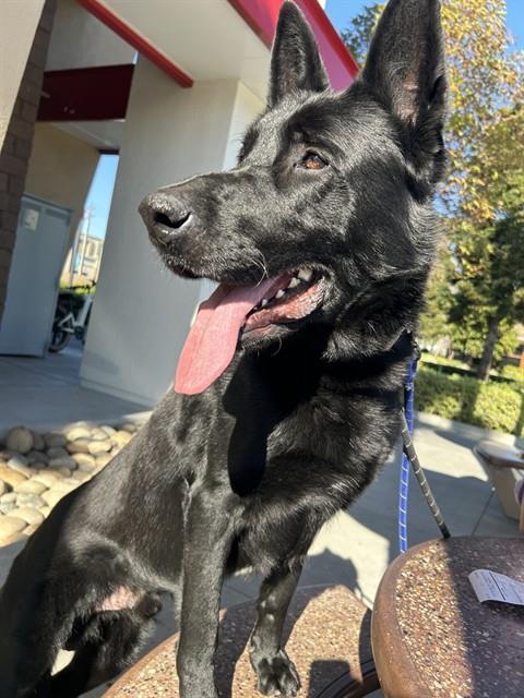 TOMMY, Adoptable, Adult Male German Shepherd Dog.