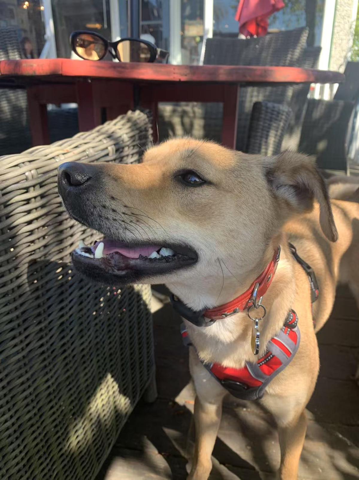 Cooper, Young Male Mixed Breed