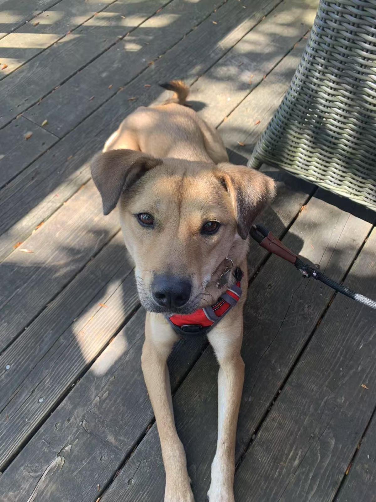 Cooper photo 2