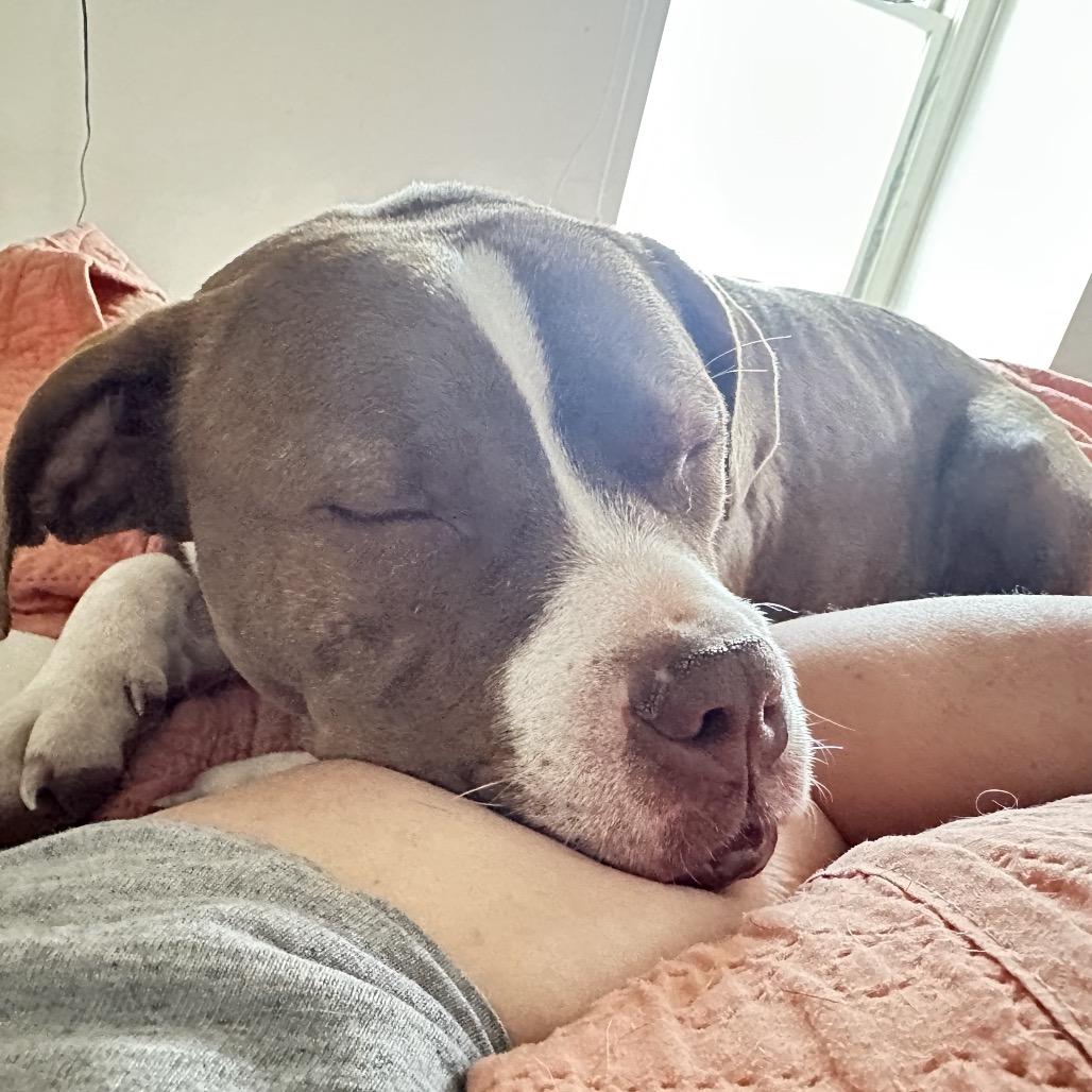 Guppy, Adoptable, Adult Female Mixed Breed.