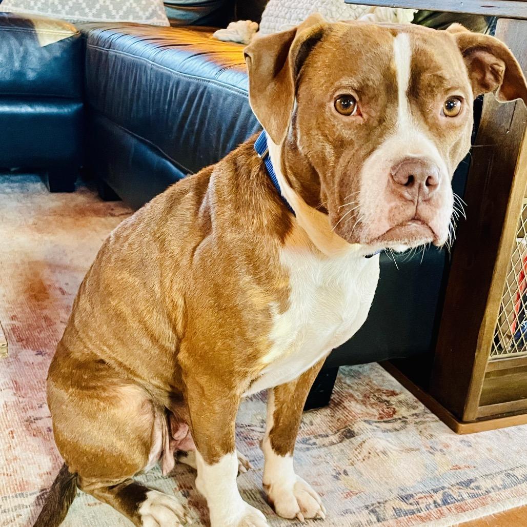 Ramona, Adoptable, Adult Female Mixed Breed.