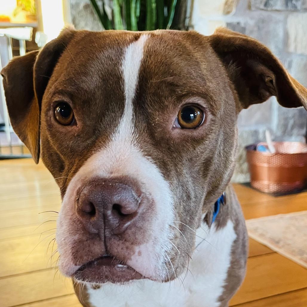 Enlarge Ramona, a Adoptable Mixed Breed in Potomac, MD image 2/6