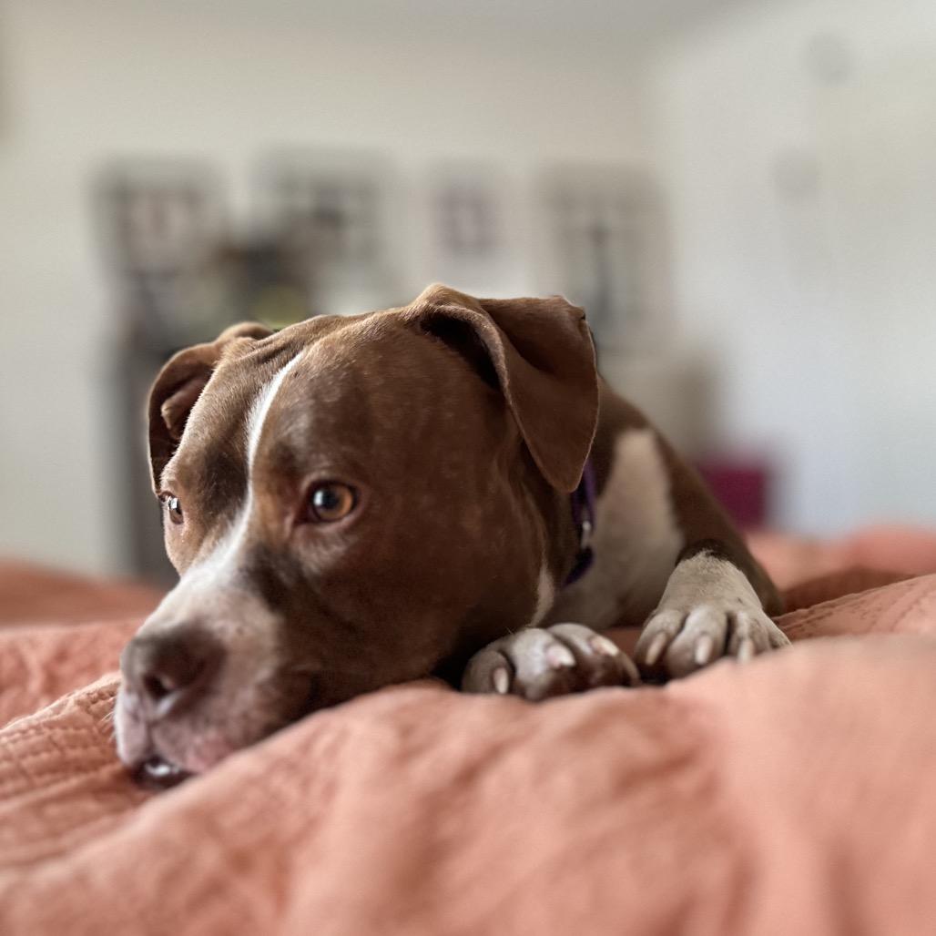 Enlarge Ramona, a Adoptable Mixed Breed in Potomac, MD image 2/6