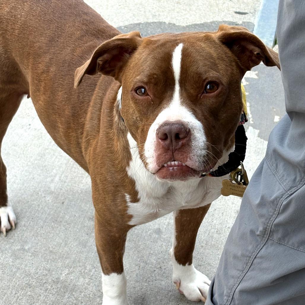 Guppy, a Adoptable Mixed Breed in Potomac, MD image 4/5