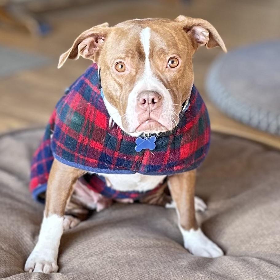 Enlarge Ramona, a Adoptable Mixed Breed in Potomac, MD image 3/6