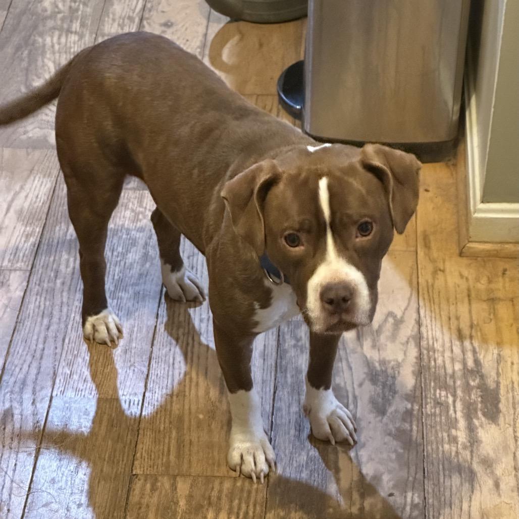 Enlarge Ramona, a Adoptable Mixed Breed in Potomac, MD image 5/6