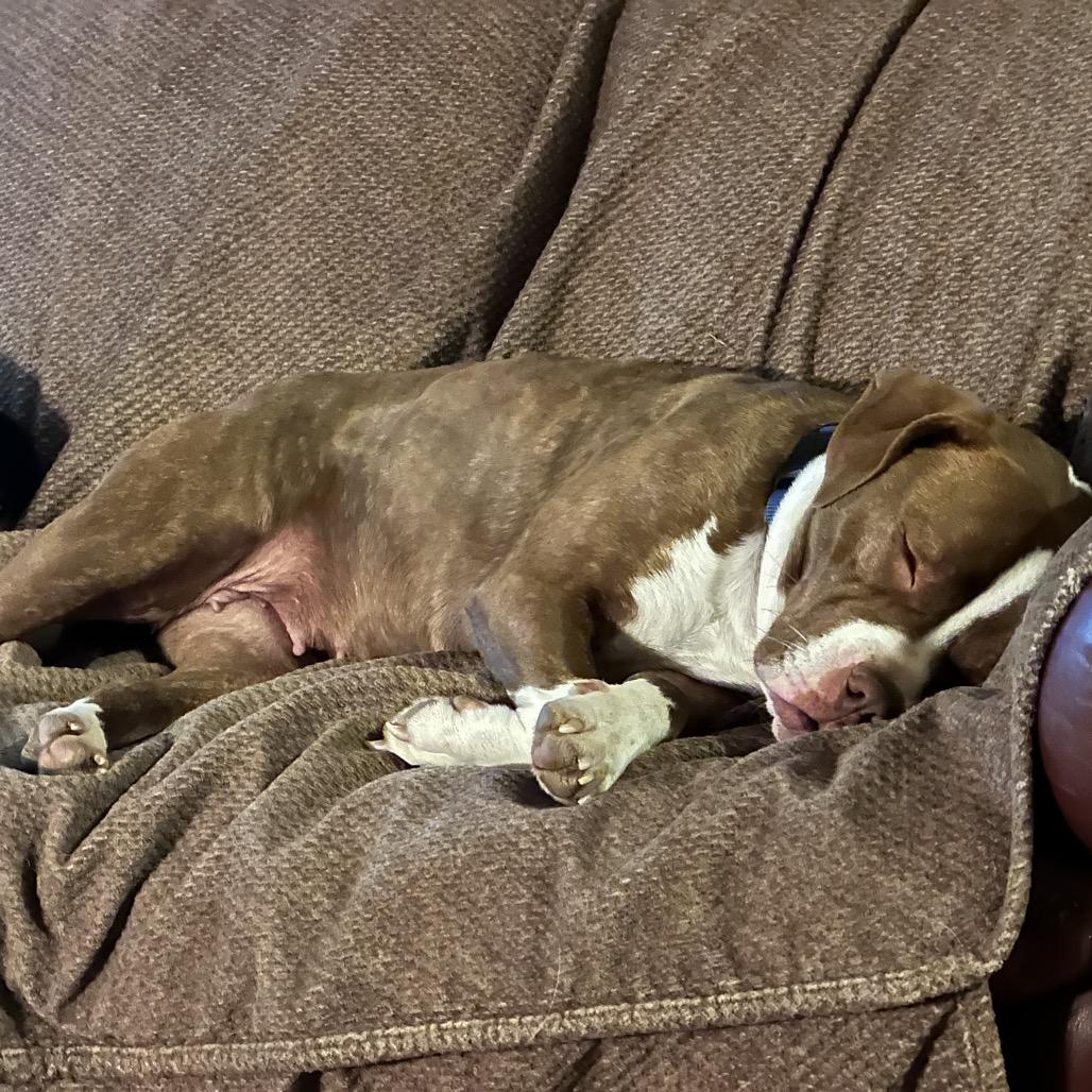 Enlarge Ramona, a Adoptable Mixed Breed in Potomac, MD image 6/6