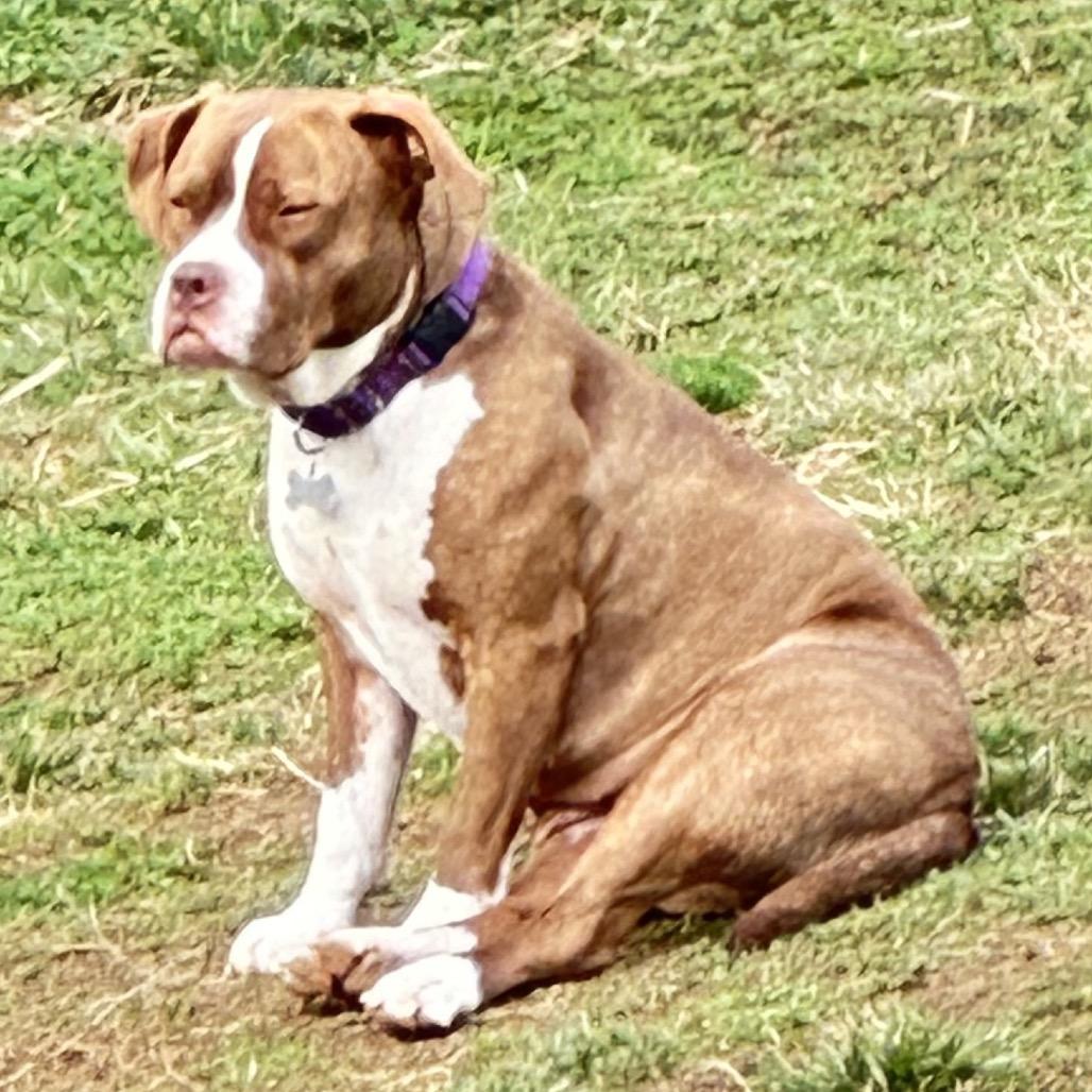 Guppy, a Adoptable Mixed Breed in Potomac, MD image 6/6