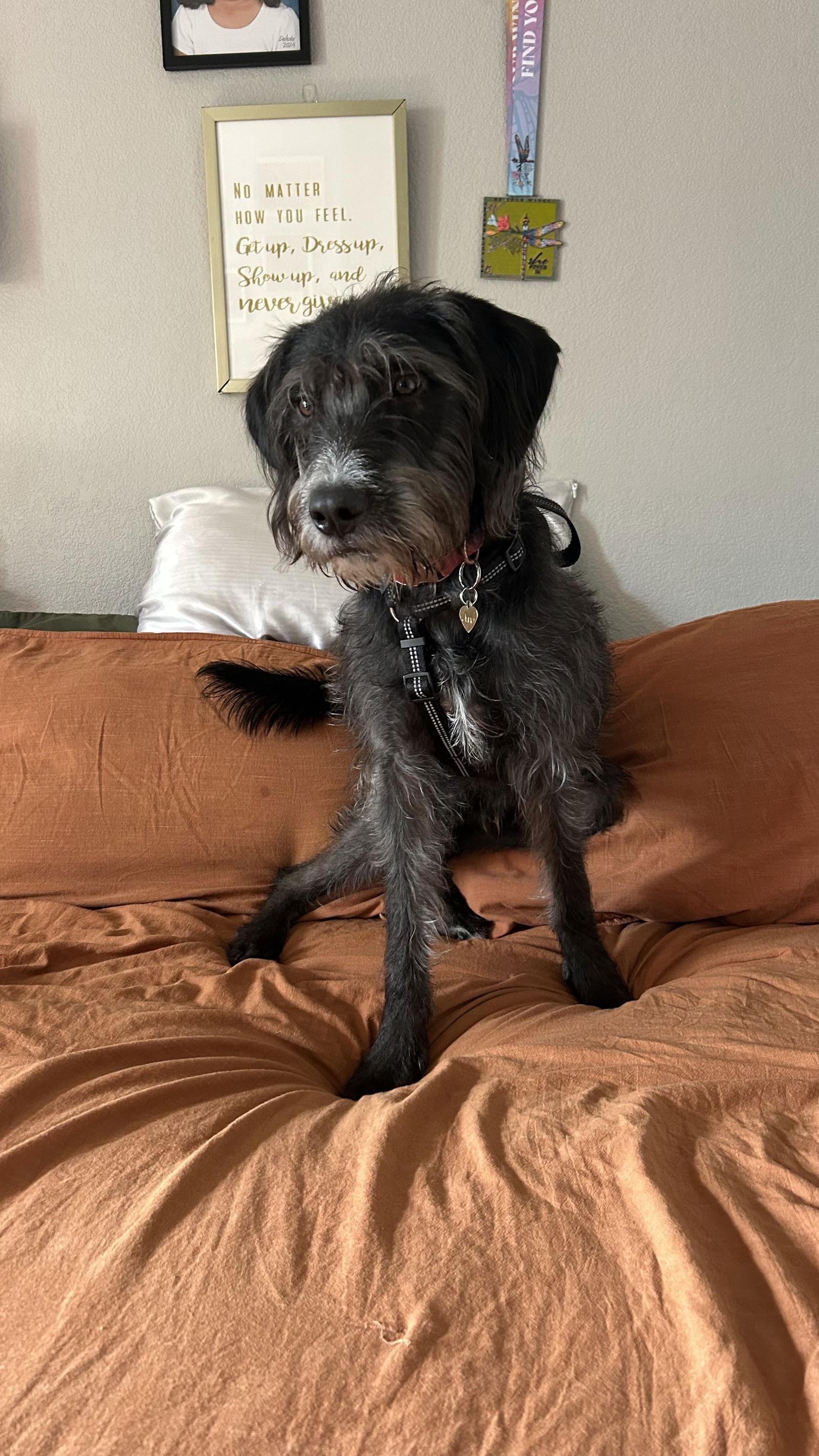 Yoshi, Adopted, Puppy Male Labrador Retriever & Standard Poodle.