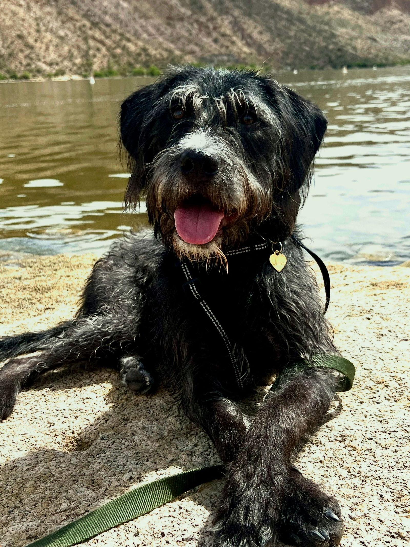 Enlarge Yoshi, a Adopted mixed breed in PHOENIX, AZ image 2/2