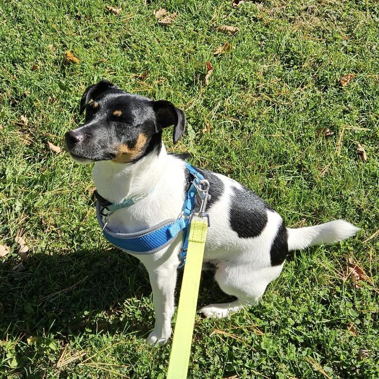 Enlarge Tugboat, a Adoptable Jack Russell Terrier in Northwood, NH image 2/5
