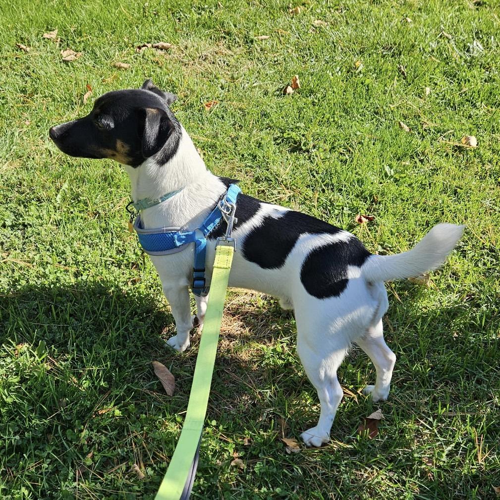 Enlarge Tugboat, a Adoptable Jack Russell Terrier in Northwood, NH image 3/5