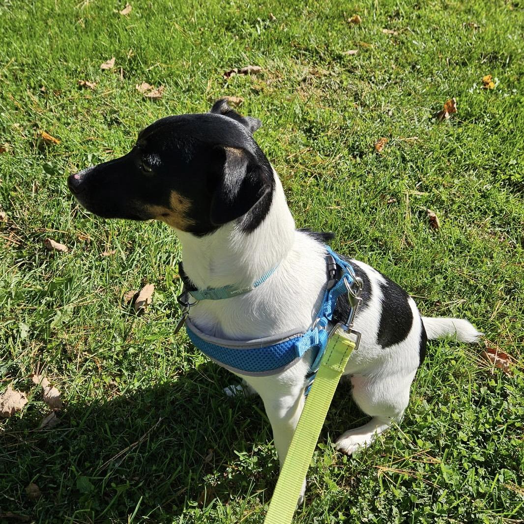 Enlarge Tugboat, a Adoptable Jack Russell Terrier in Northwood, NH image 4/5