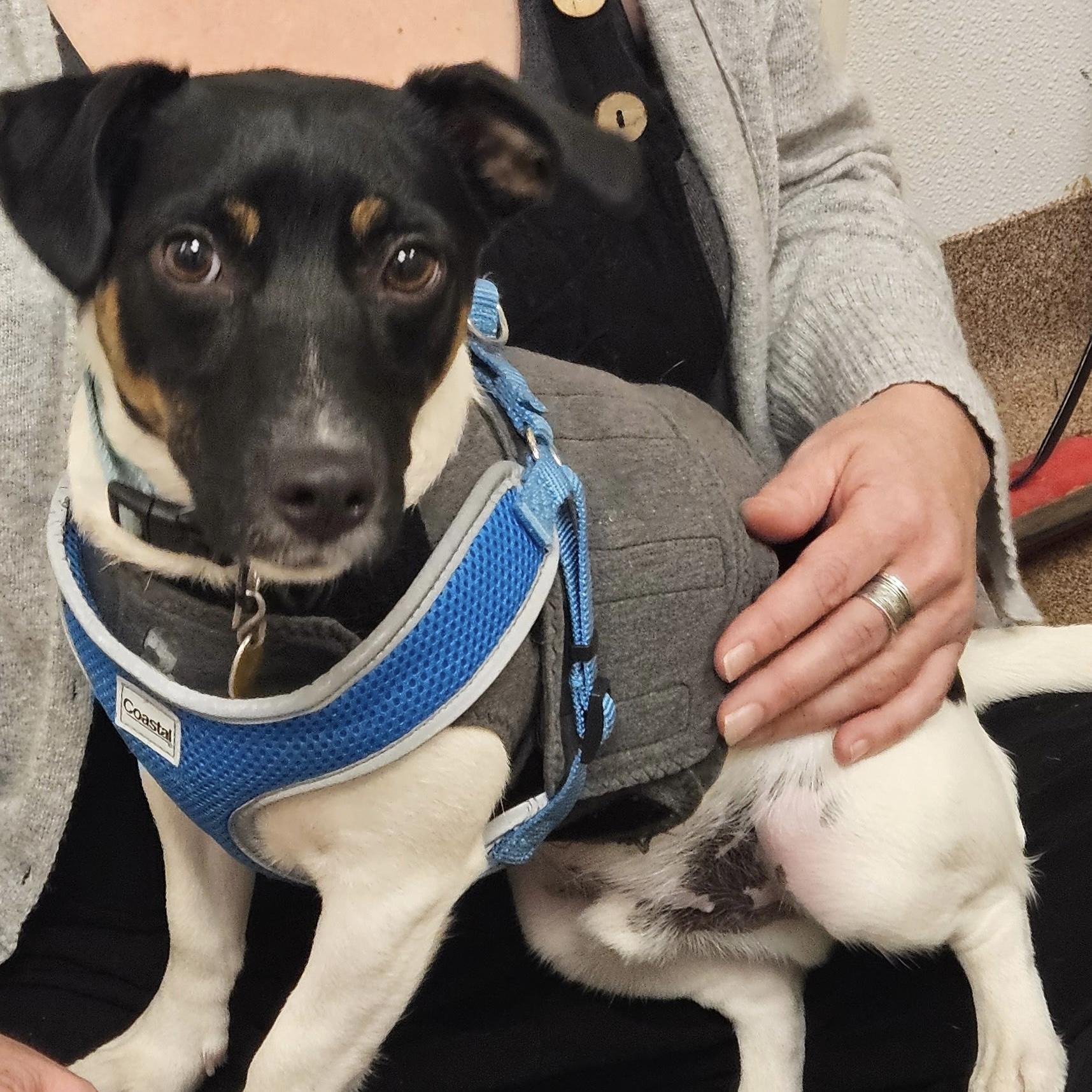 Enlarge Tugboat, a Adoptable Jack Russell Terrier in Northwood, NH image 1/5