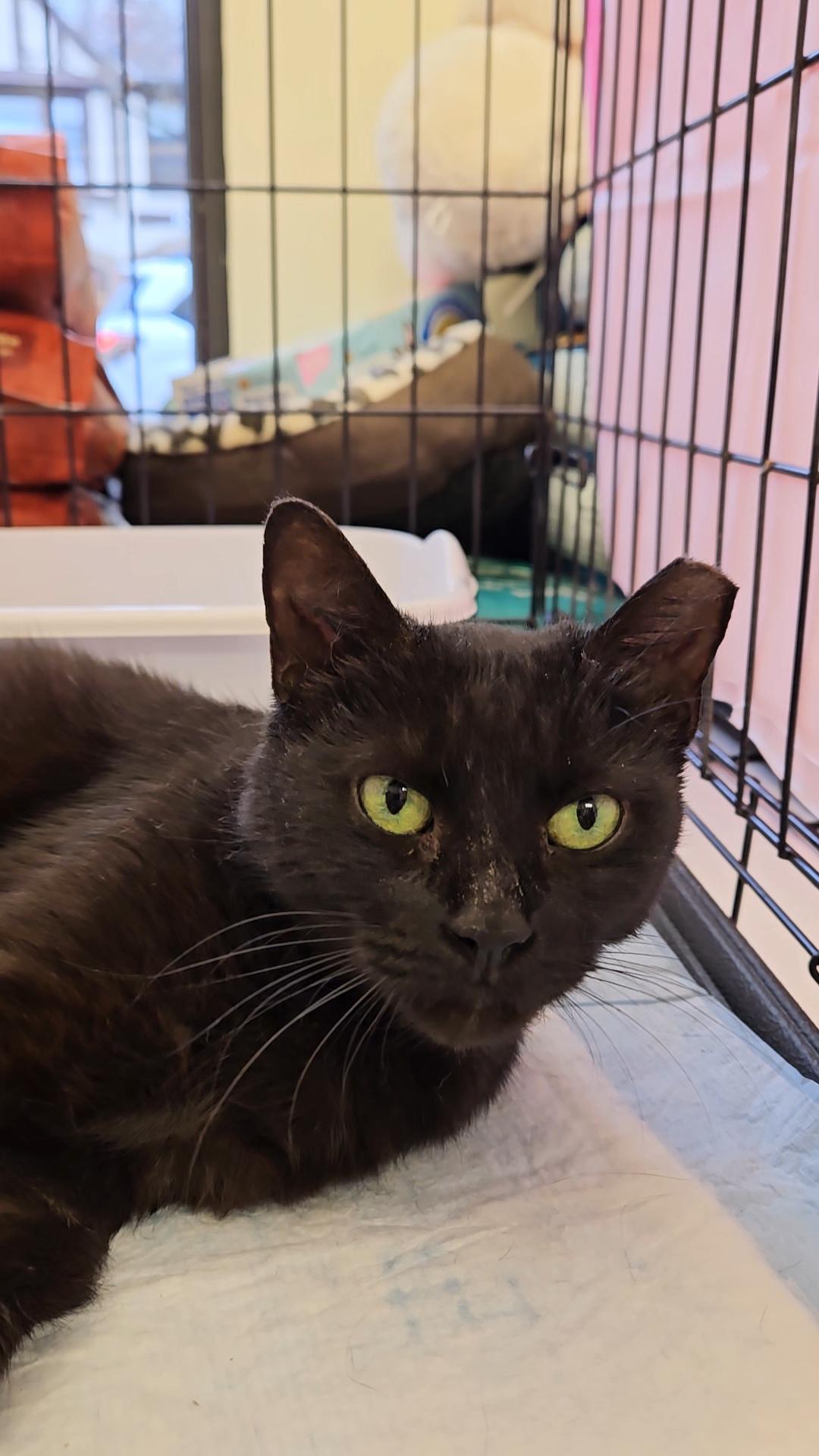 Brownie N ~ Soft and Sweet!