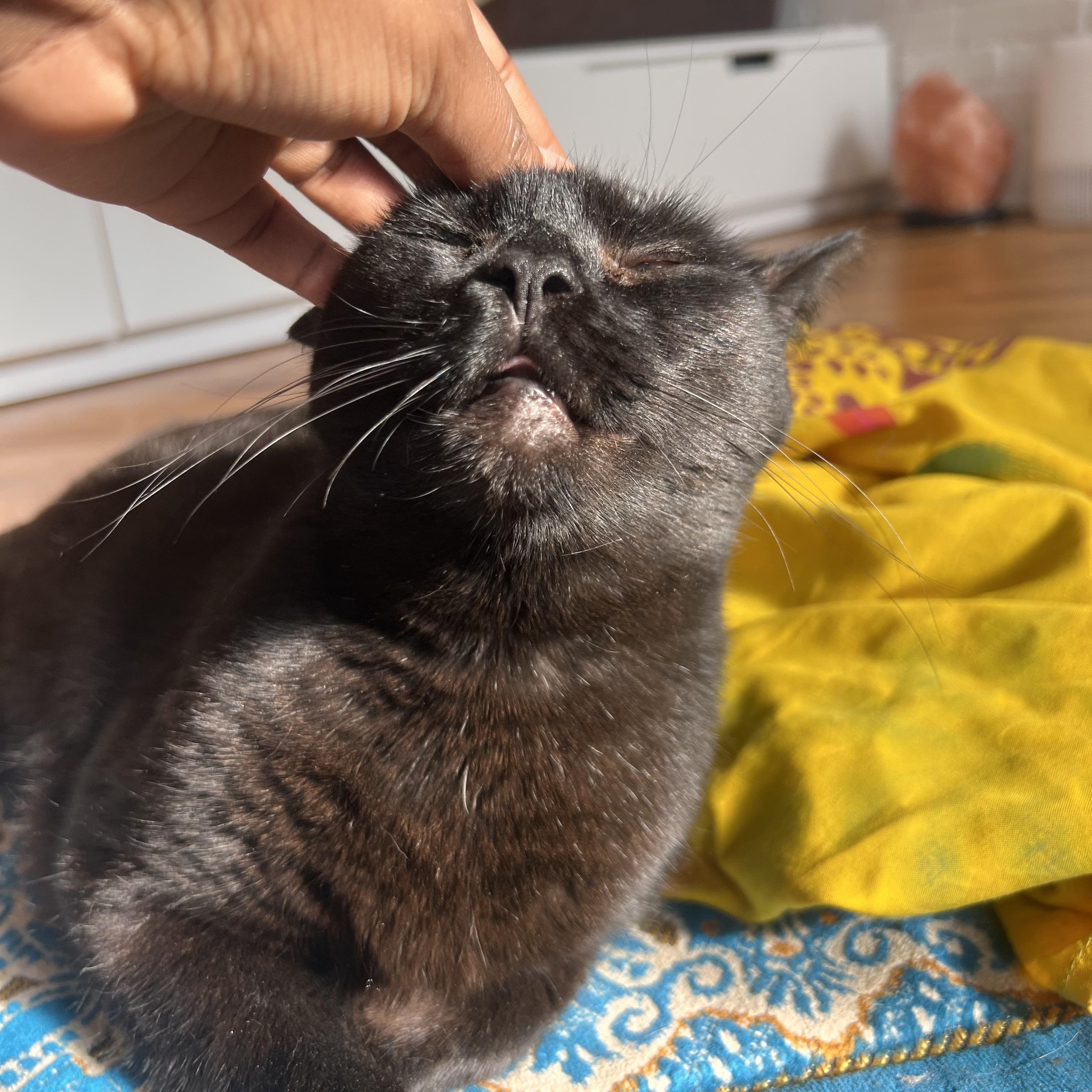 Enlarge Brownie N. ~ Soft and Sweet!, a Adoptable Domestic Short Hair in New York, NY image 6/6