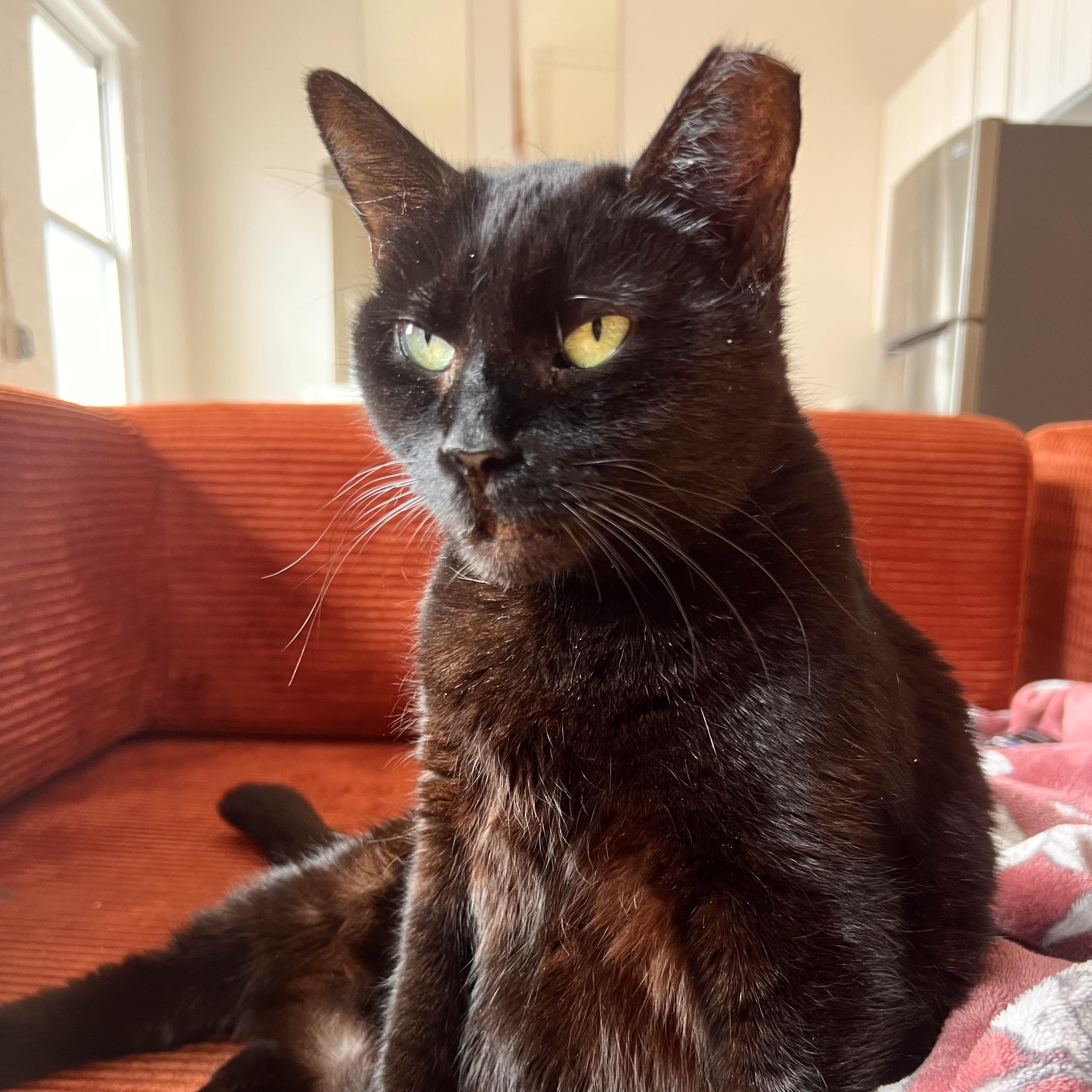 Enlarge Brownie N. ~ Soft and Sweet!, a Adoptable Domestic Short Hair in New York, NY image 5/6