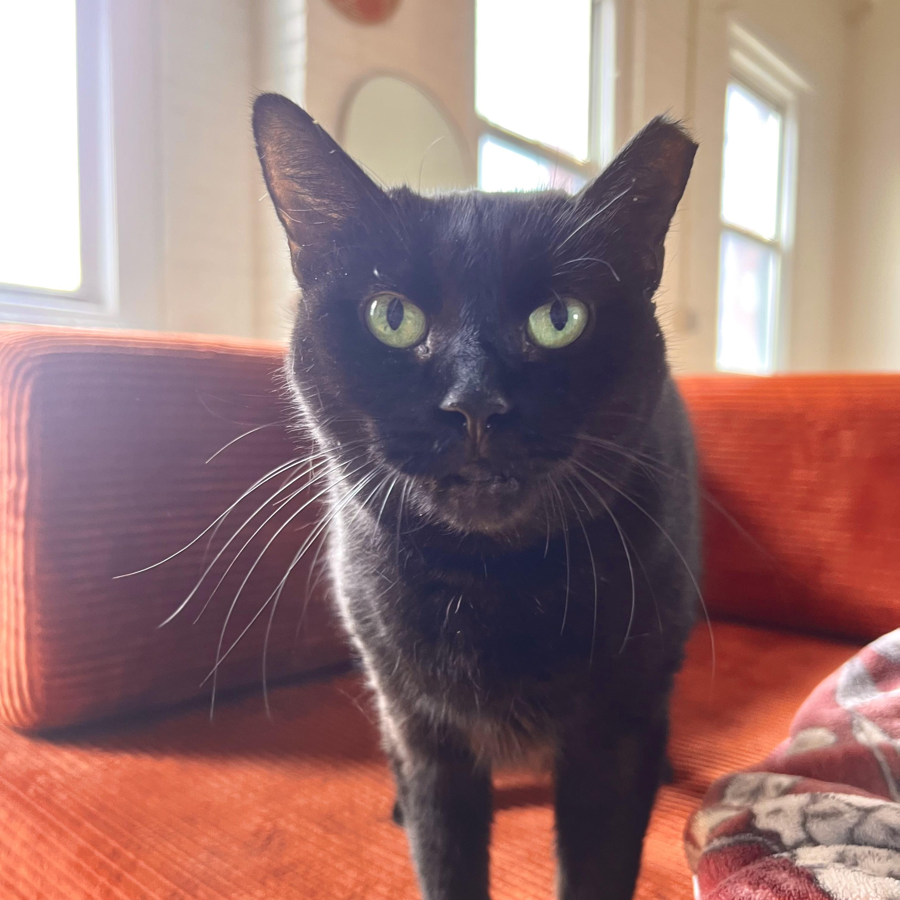 Enlarge Brownie N. ~ Soft and Sweet!, a Adoptable Domestic Short Hair in New York, NY image 2/6