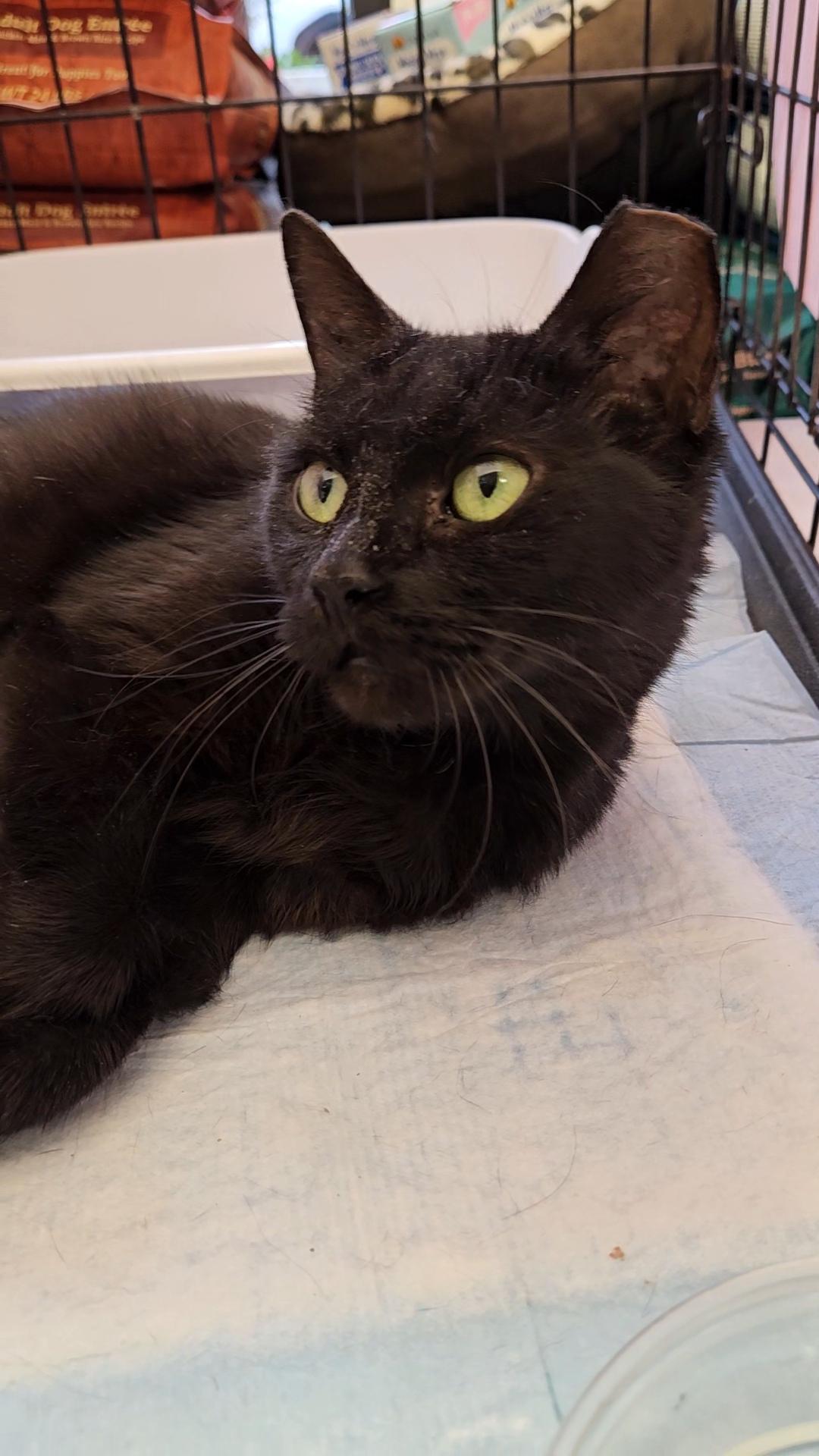 Brownie N ~ Soft and Sweet!