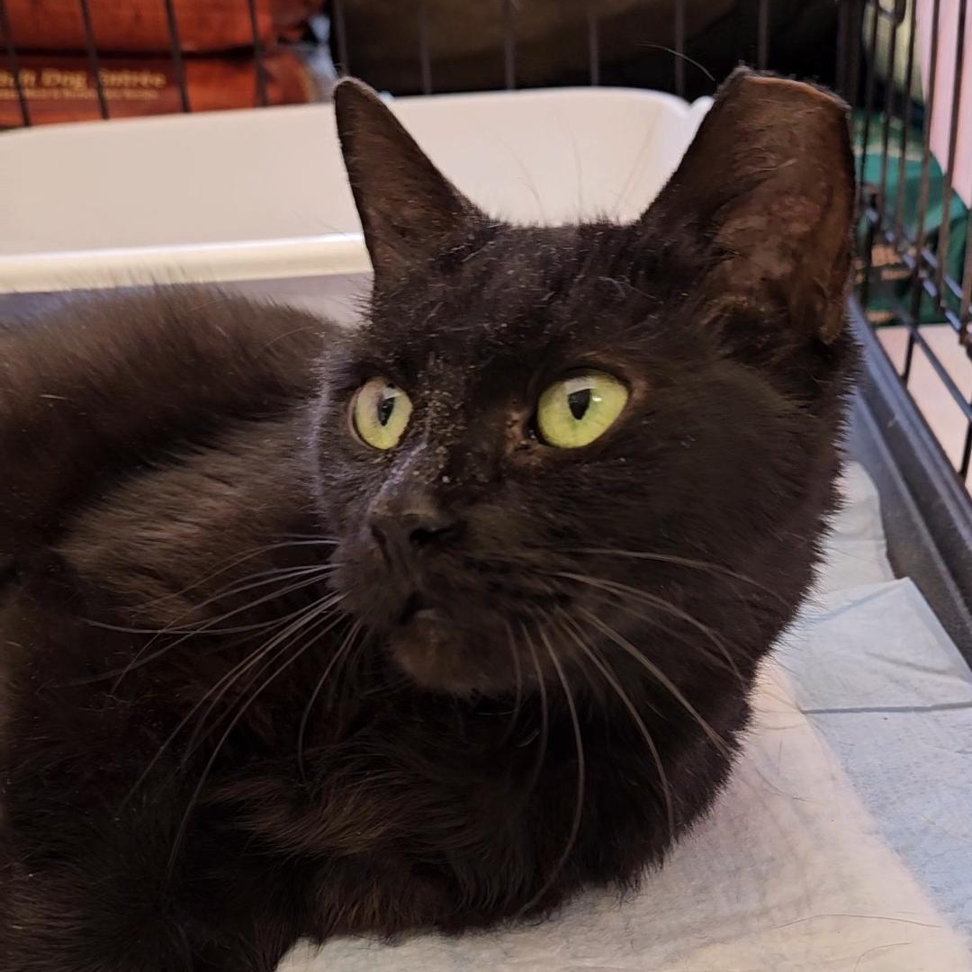 Enlarge Brownie N. ~ Soft and Sweet!, a Adoptable Domestic Short Hair in New York, NY image 1/6