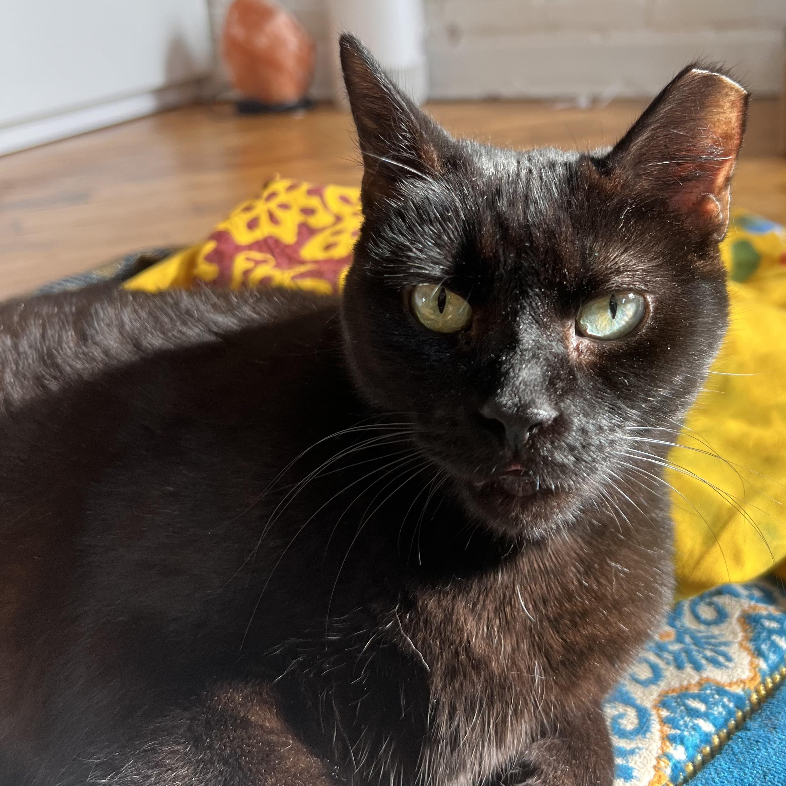 Enlarge Brownie N. ~ Soft and Sweet!, a Adoptable Domestic Short Hair in New York, NY image 3/6