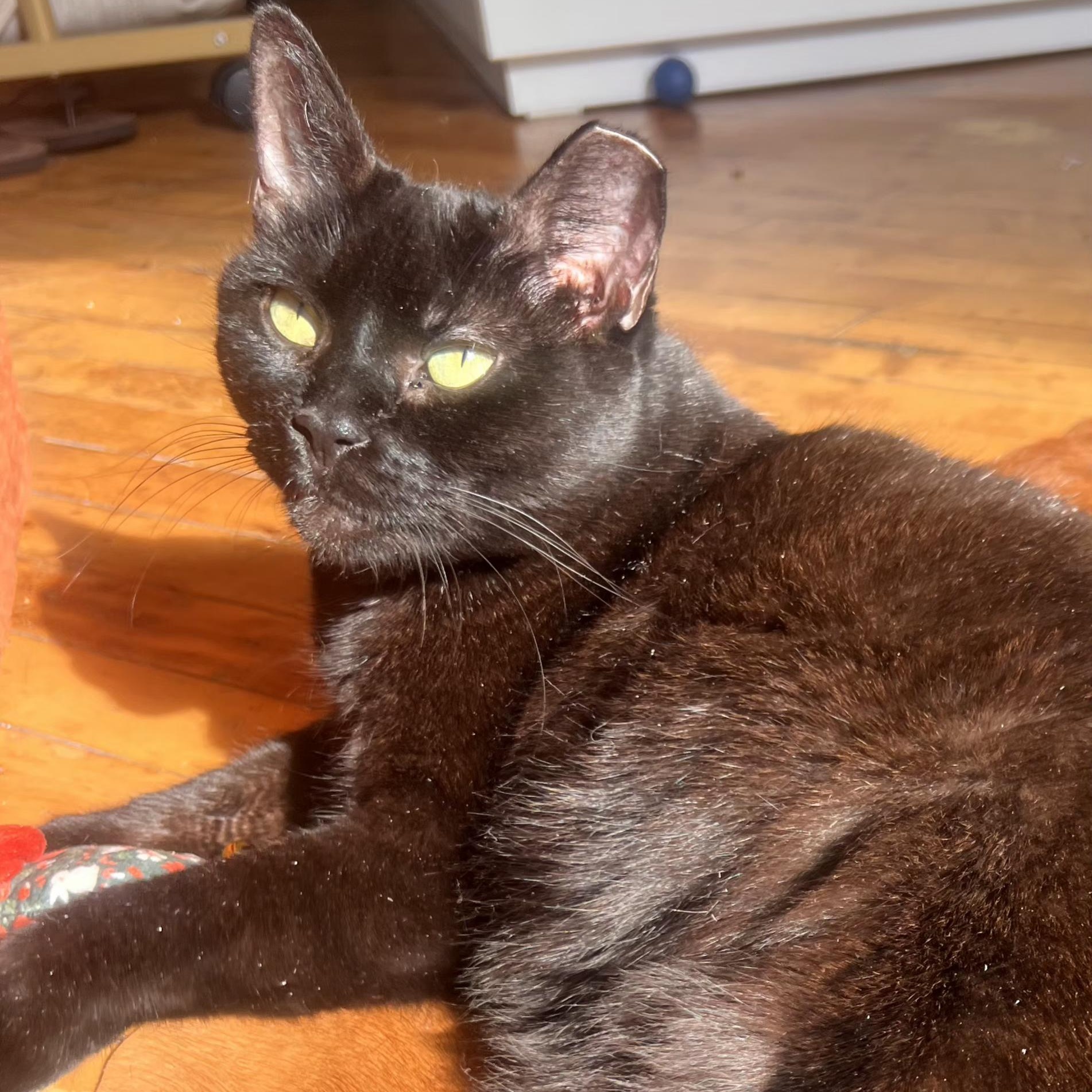 Enlarge Brownie N. ~ Soft and Sweet!, a Adoptable Domestic Short Hair in New York, NY image 4/6