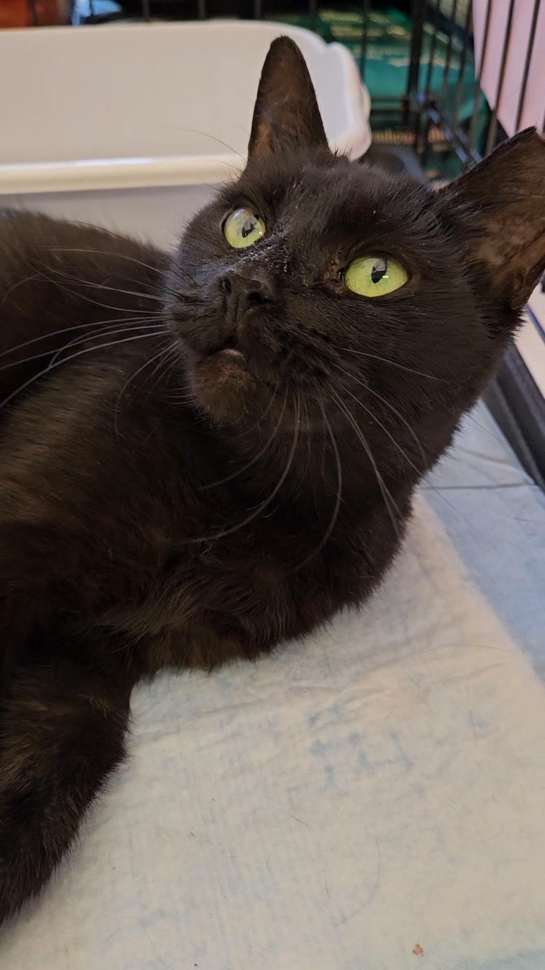 Brownie N ~ Soft and Sweet!