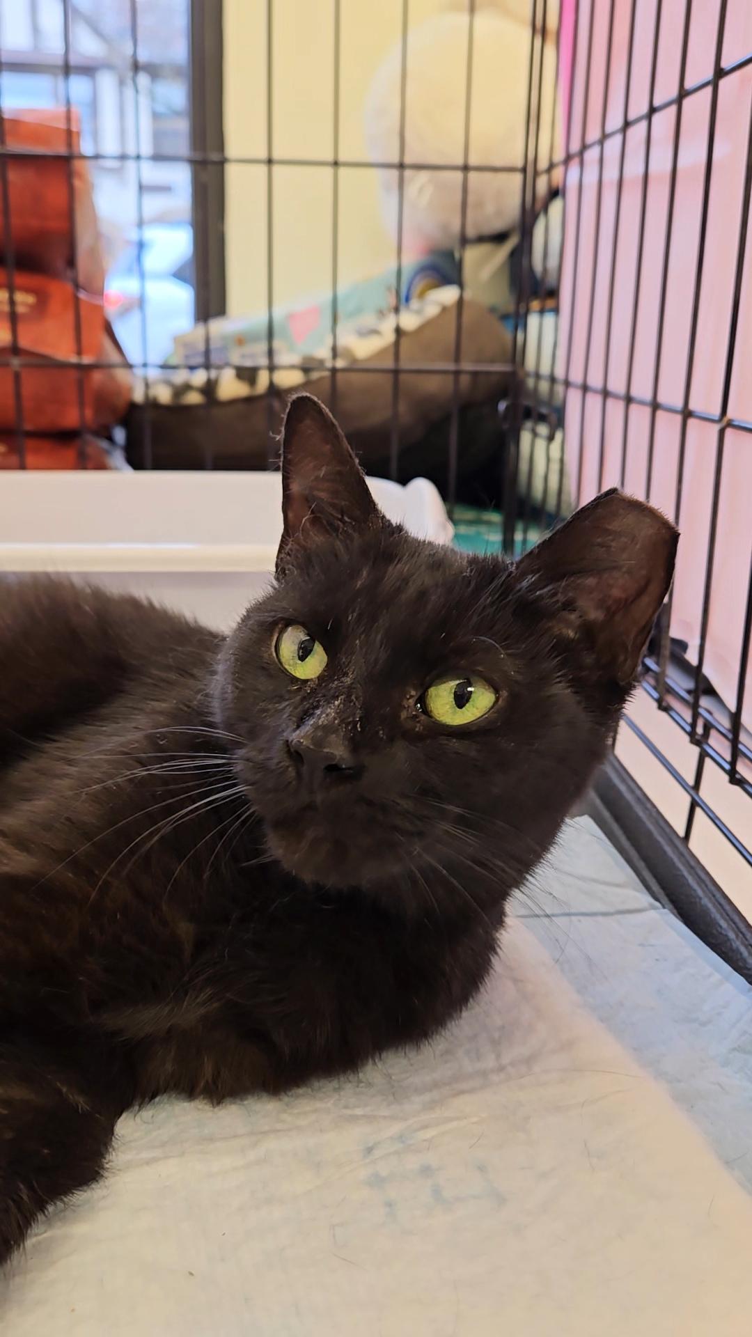 Brownie N ~ Soft and Sweet!