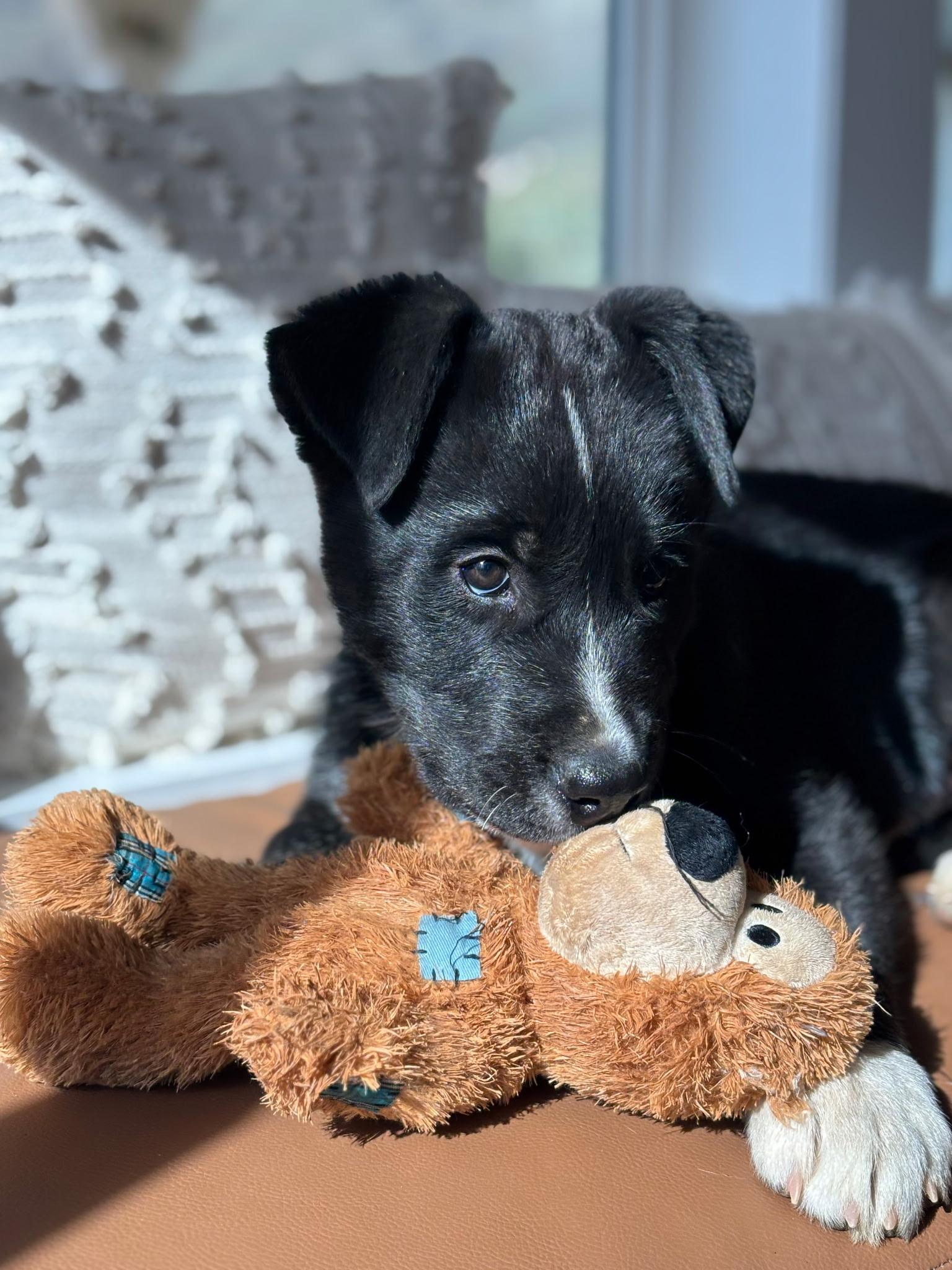 Enlarge Ben, a Adoptable mixed breed in Putnam, CT image 3/4