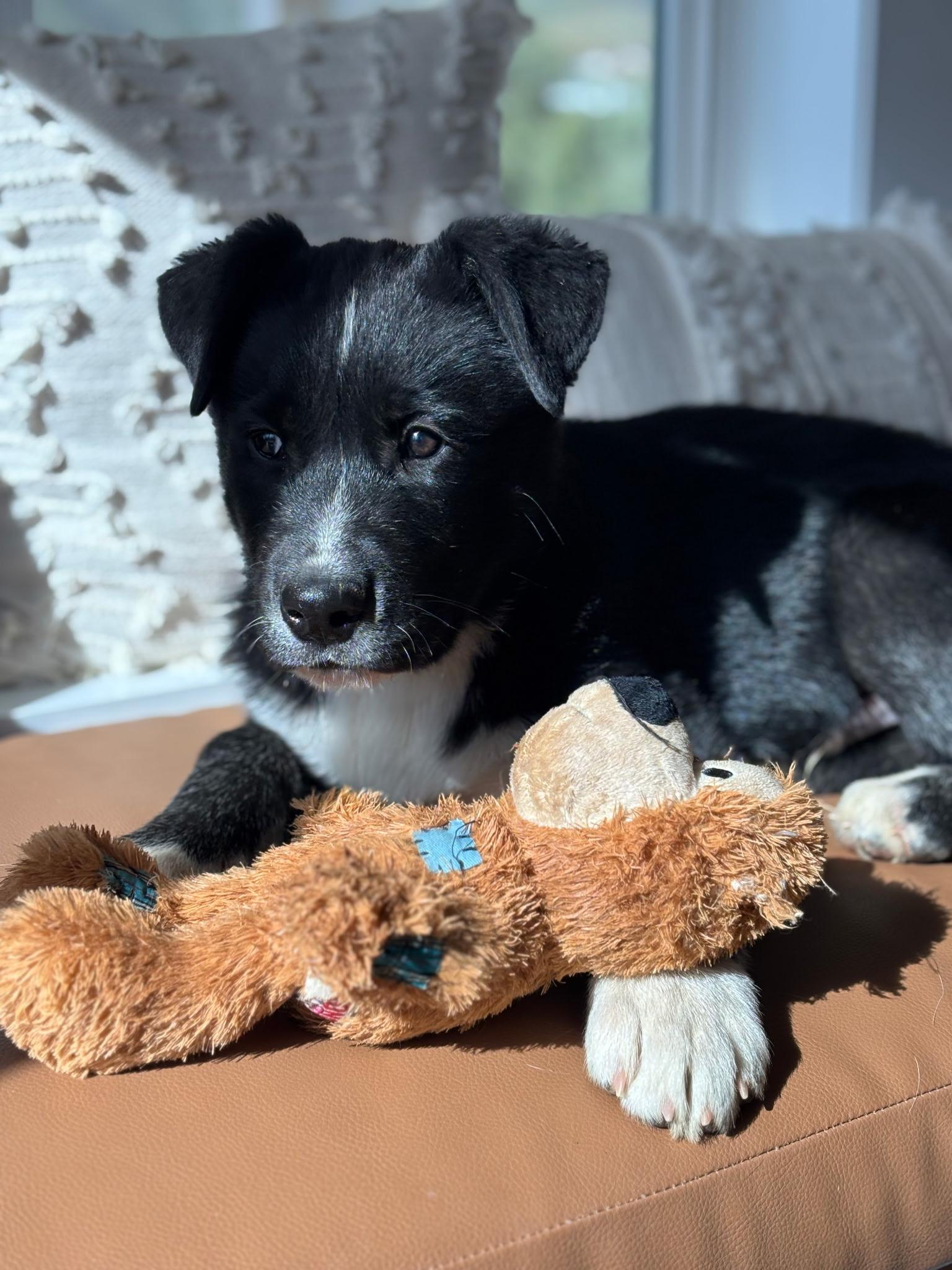 Enlarge Ben, a Adoptable mixed breed in Putnam, CT image 2/4