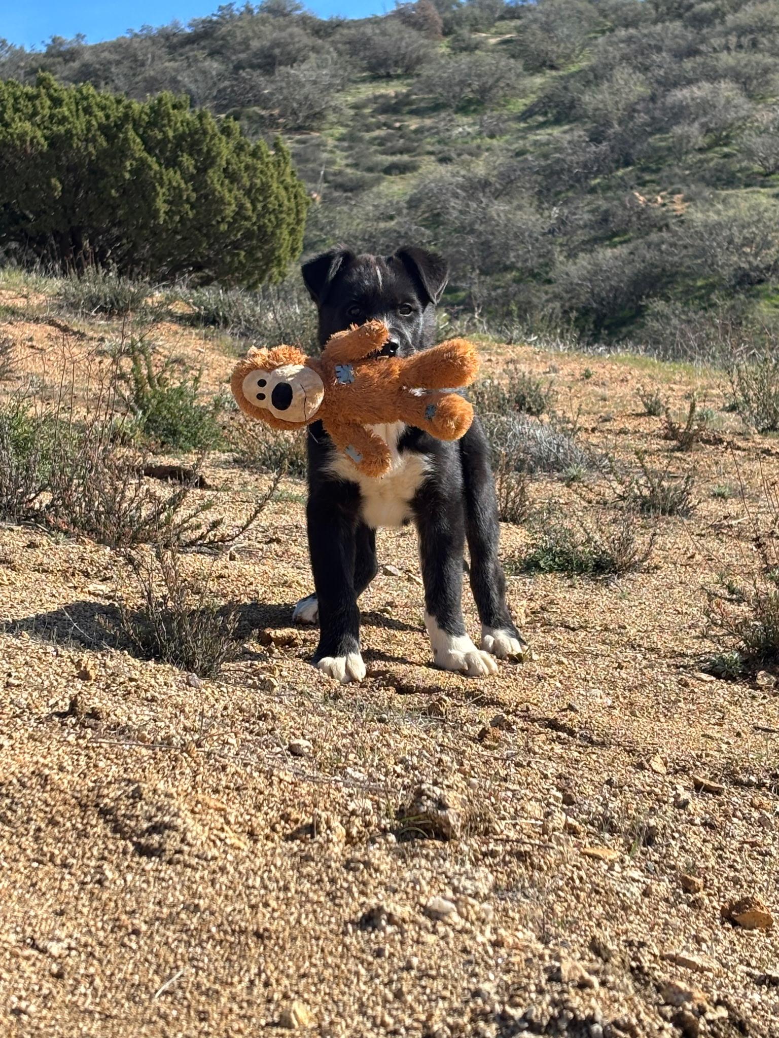 Enlarge Ben, a Adoptable mixed breed in Putnam, CT image 4/4