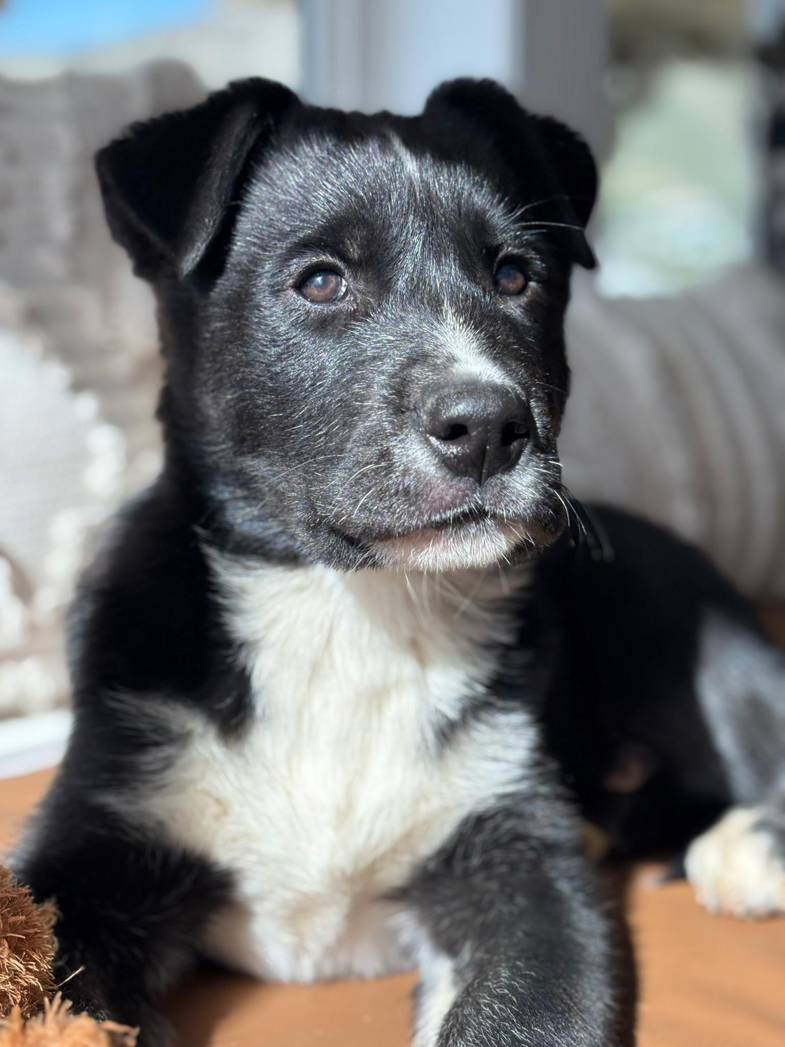 Ben, Adoptable, Puppy Male Border Collie & German Shepherd Dog.
