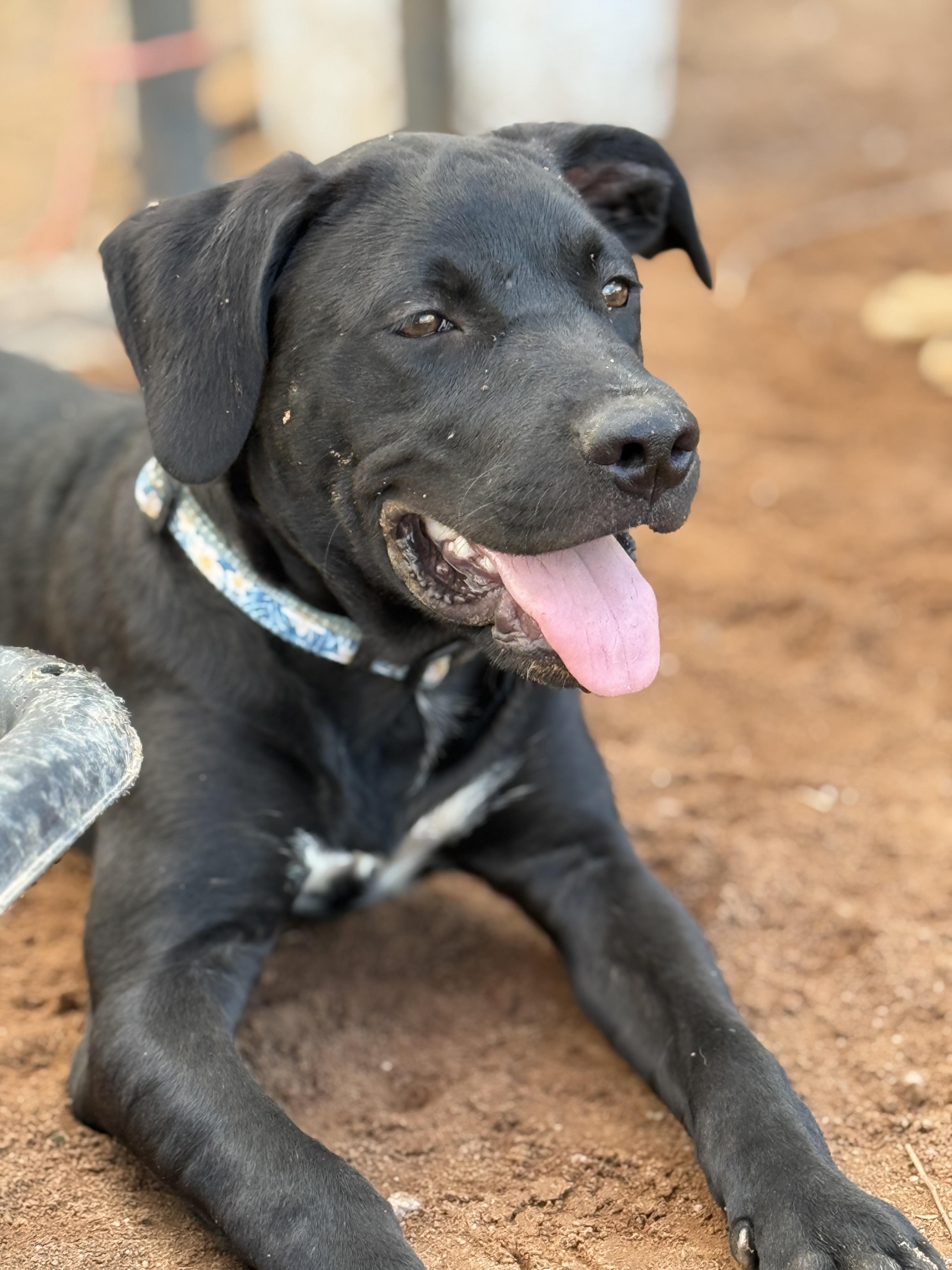 Enlarge Pepper, a Adoptable mixed breed in Tucson, AZ image 1/5