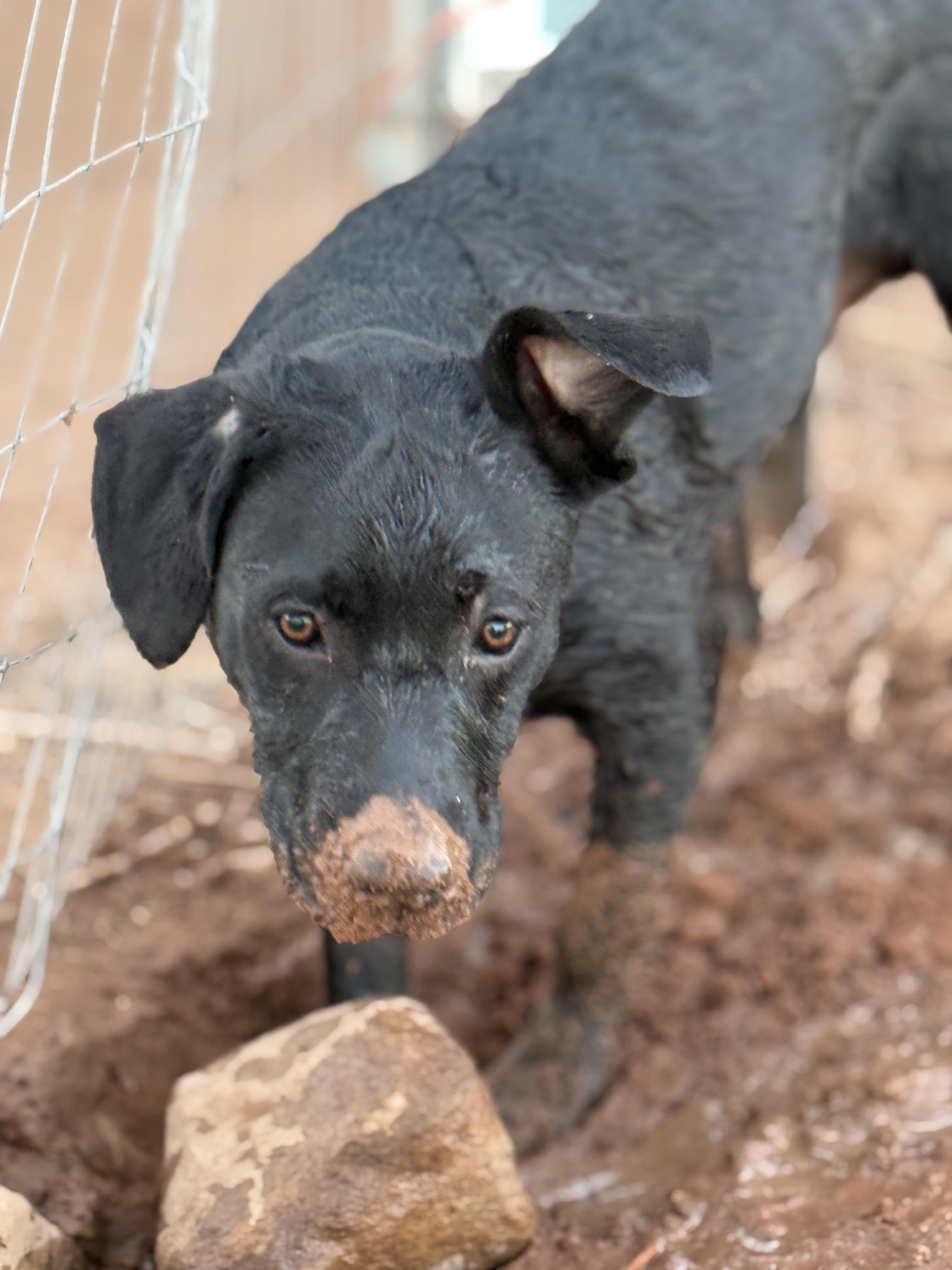 Enlarge Pepper, a Adoptable mixed breed in Tucson, AZ image 3/5