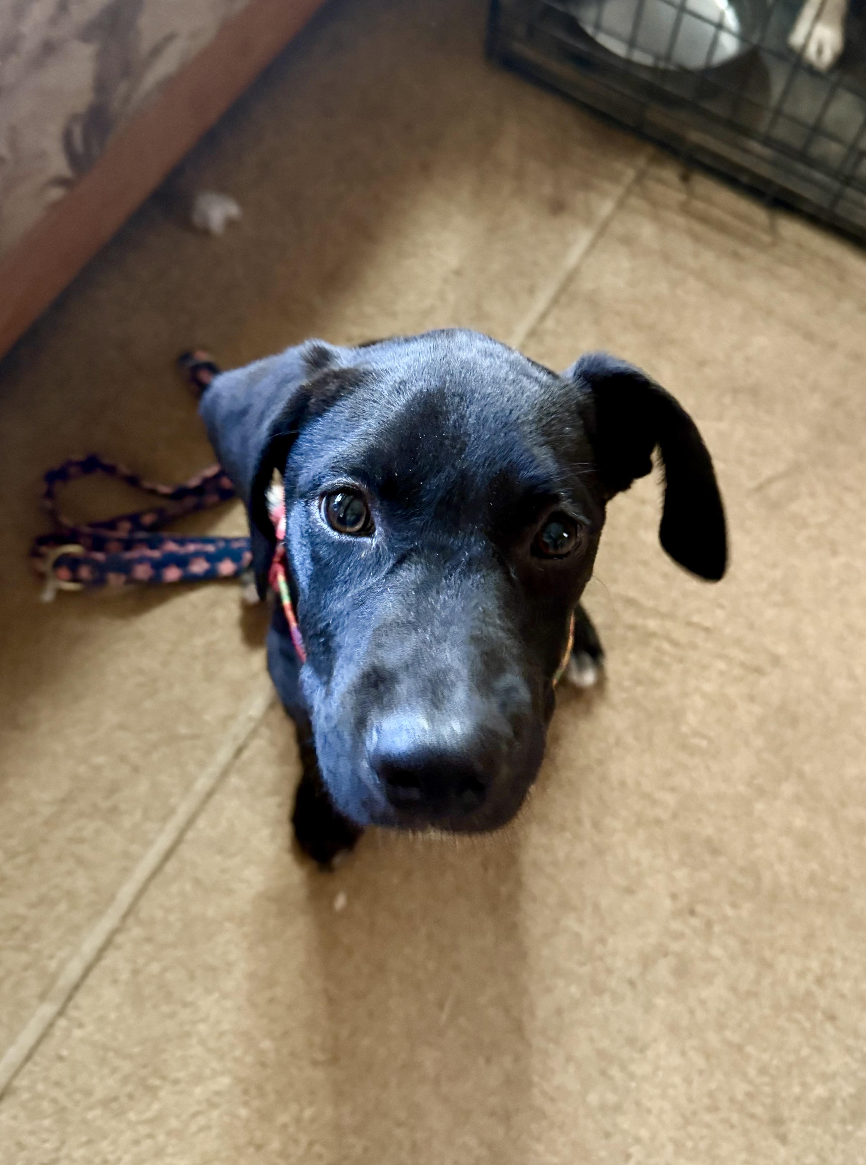 Enlarge Pepper, a Adoptable mixed breed in Tucson, AZ image 4/5