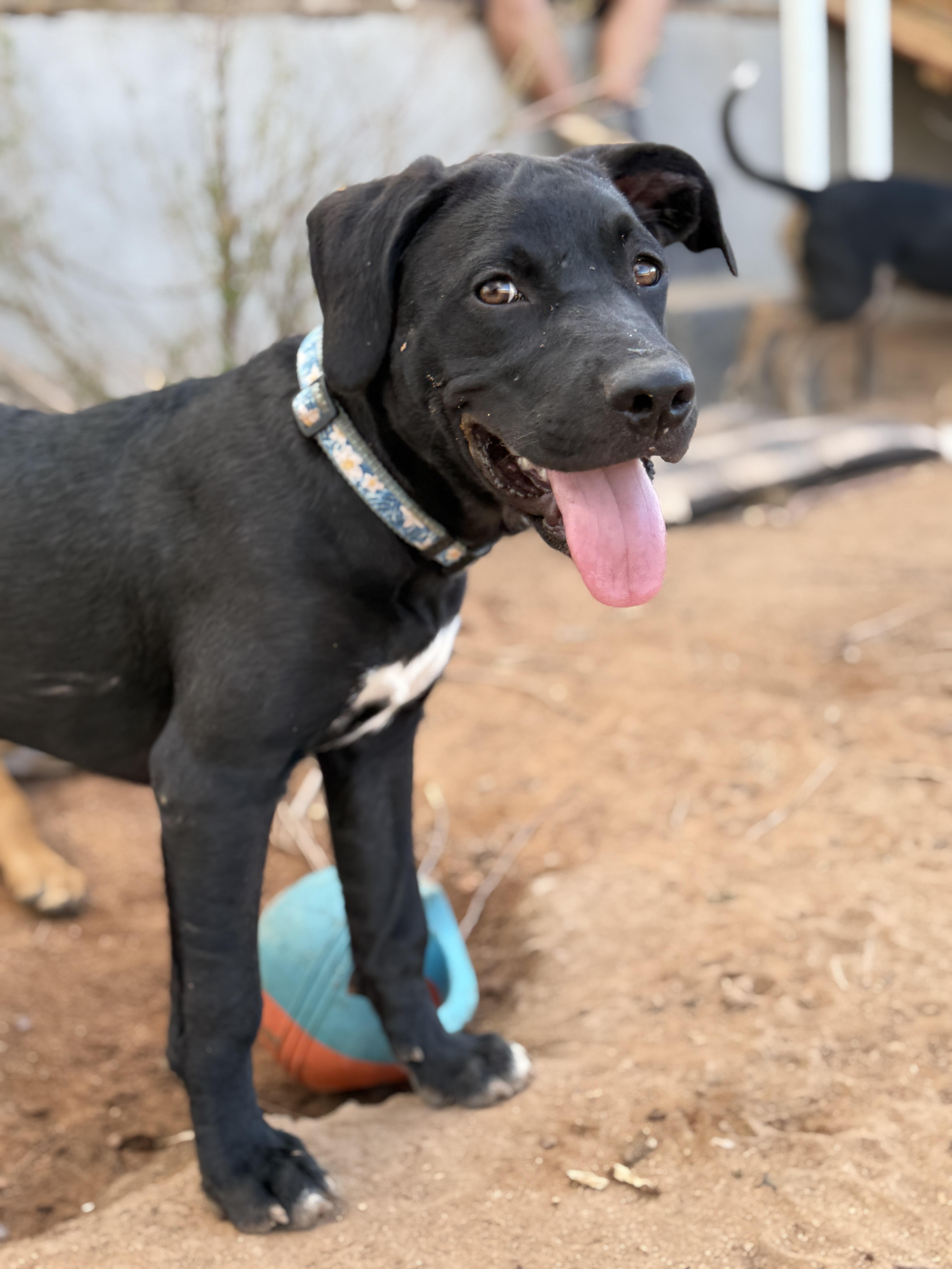 Enlarge Pepper, a Adoptable mixed breed in Tucson, AZ image 5/5