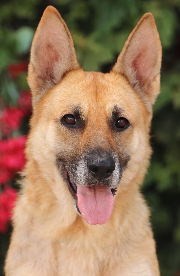 Freya von Frankfurt is a youthful and beautiful 6-7-year-old German Shepherd Li