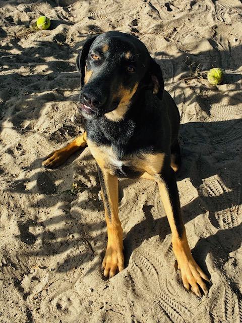 Enlarge Scooby, a Adopted mixed breed in New Port Richey, FL image 2/5