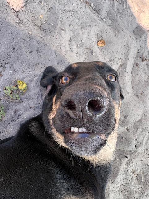 Enlarge Scooby, a Adopted mixed breed in New Port Richey, FL image 3/5