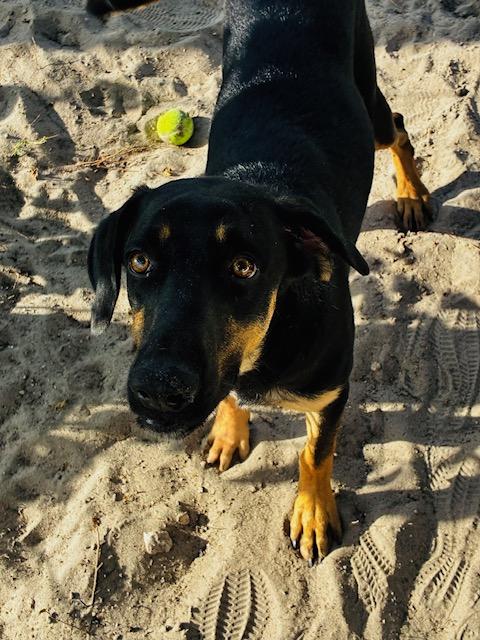 Enlarge Scooby, a Adopted mixed breed in New Port Richey, FL image 4/5